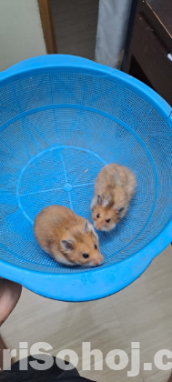 Syrian hamster pair